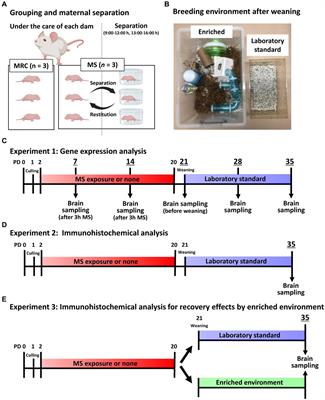 An enriched environment ameliorates the reduction of parvalbumin-positive interneurons in the medial prefrontal cortex caused by maternal separation early in life